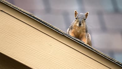 squirrel on to of roof of house       